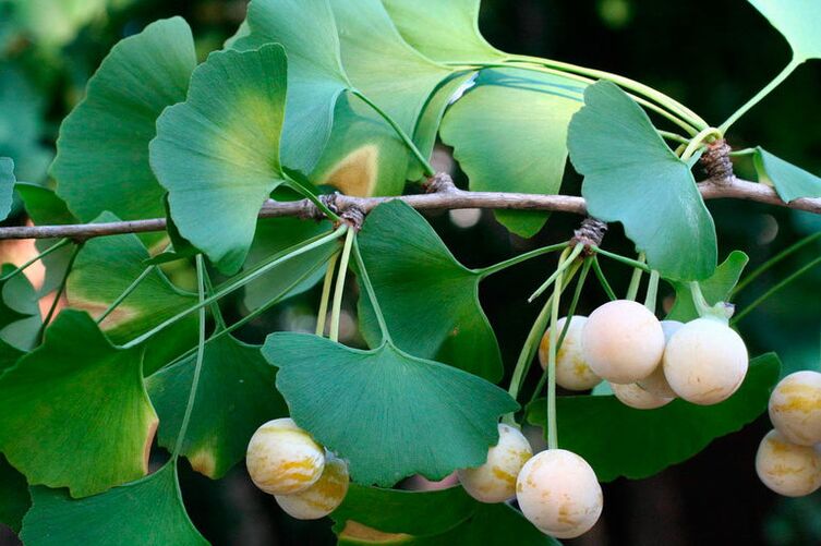 Ginkgo biloba - ένα εξωτικό βότανο που χρησιμοποιείται για την αύξηση της ισχύος